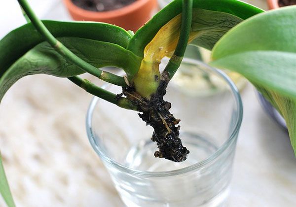 Los mayores errores al cultivar orquídeas: nunca hagas esto para no arruinar la flor.