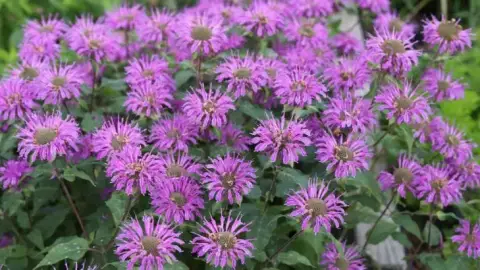 La mejor planta para ahuyentar mosquitos en balcones (y no es lavanda ni menta)