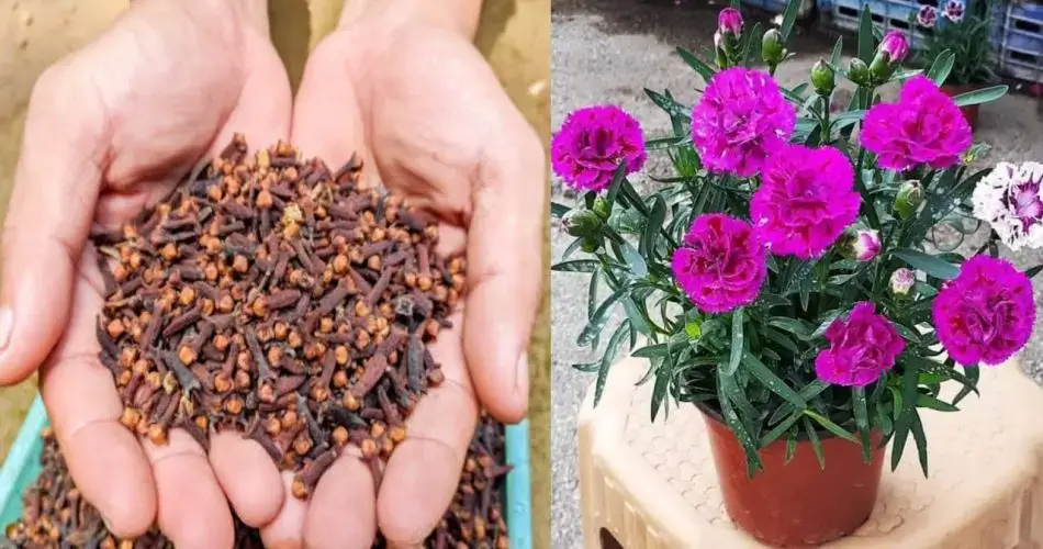 Perfuma tu hogar de forma natural: una guía para cultivar clavo a partir de semillas