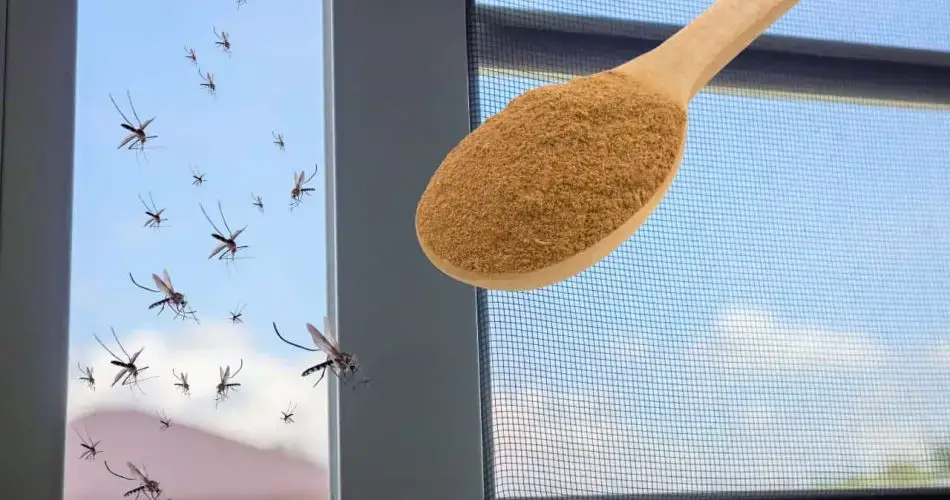El insecticida más potente contra los mosquitos está en la cocina: los haces desaparecer sin coste