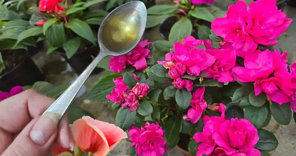 ¡El verdor instantáneo transforma cualquier flor o planta casera con solo una gota!