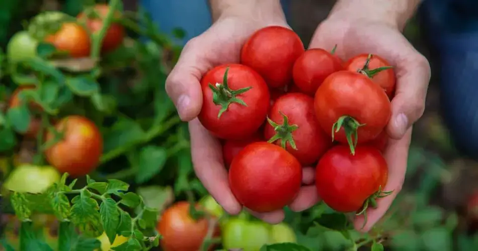 Tomates, con este truco aumentas el rendimiento de tus plantas un 30%
