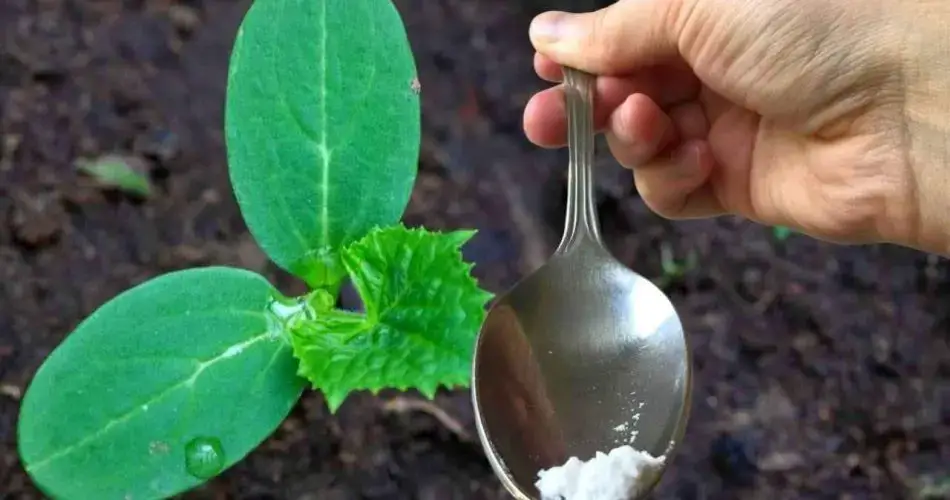 Sólo una cucharada por cada pepino que tengas en el huerto y cosecharás el doble