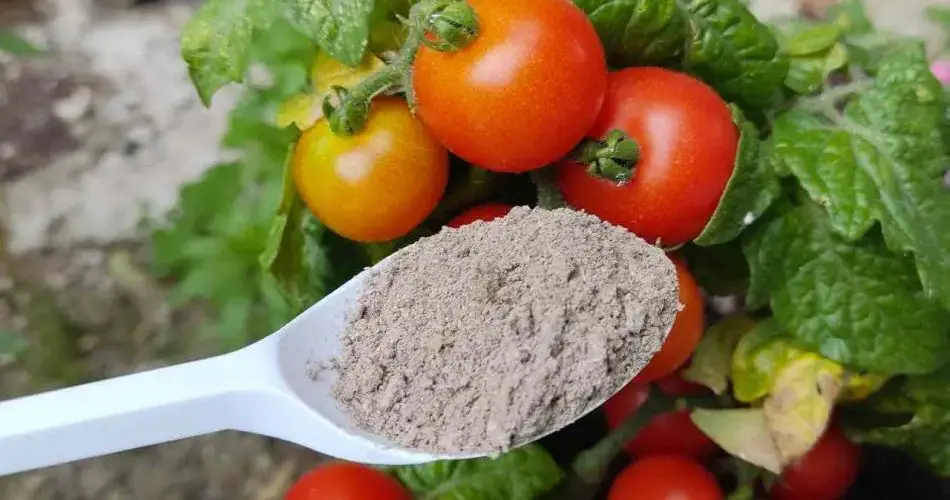Los tomates atravesarán el techo del invernadero si usas esto: crecimiento explosivo