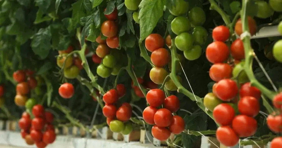 ¡Cultivo tomates con el truco que me enseñó mi abuelo! Cosecha generosa