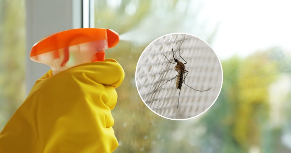 Con este ingrediente en tus ventanas ni siquiera verás la sombra de los mosquitos