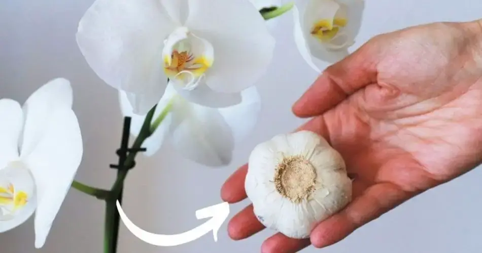 Orquídeas, el fertilizante a coste cero: nunca habían estado tan frondosas