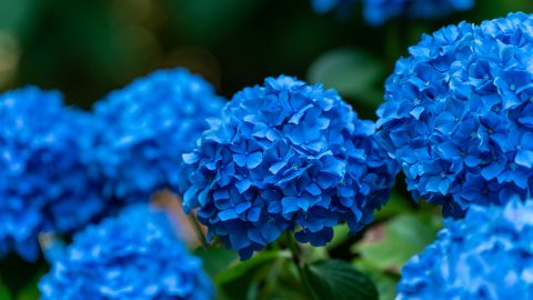 Cómo cambiar el color de tus hortensias de rosa a azul con un truco natural