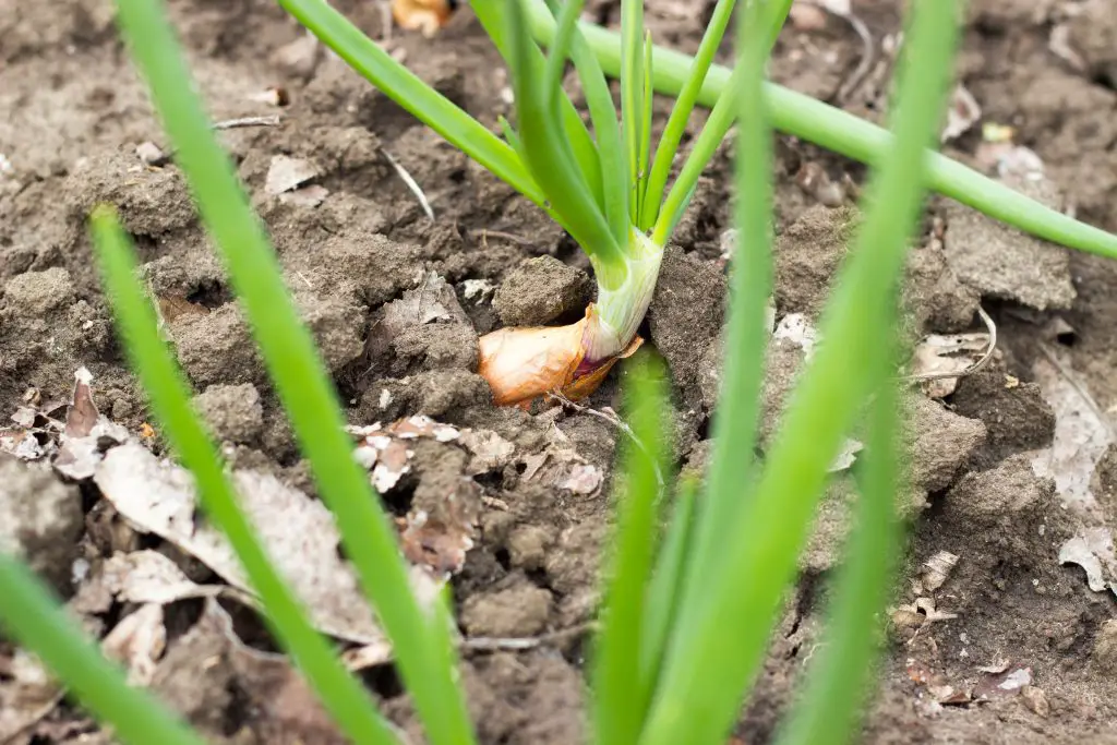 germinated onion in soil close up 2024 08 30 18 29 28 utc