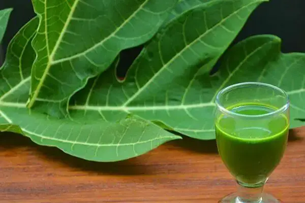 Los notables beneficios para la salud del jugo de hoja de papaya