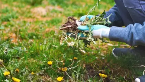 El mejor herbicida: más eficaz que el vinagre