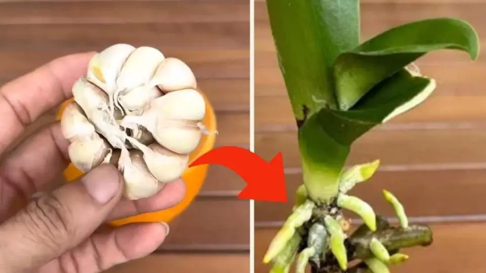 Orquídea, sólo con este truco los viveristas consiguen hacerla vivir muchos años