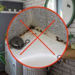 Coloca estas plantas en el baño, ya no tendrás problemas de moho y humedad