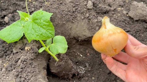 Colócalo donde plantes pepinos e inmediatamente cobrarán vida: crecerán en abundancia.