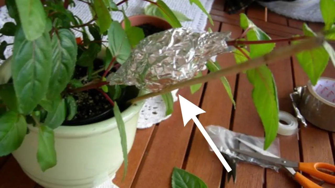 Plantas, poner papel de aluminio en macetas: todo el mundo lo hace y es sorprendente por qué