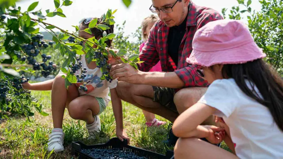 Arándanos, cómo cultivarlos en casa: la guía completa