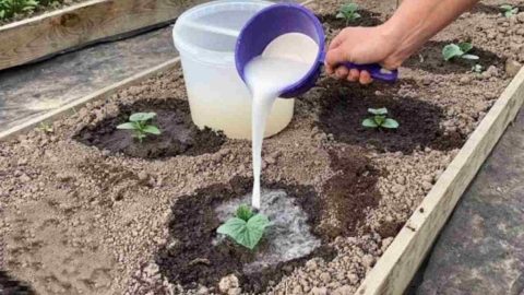 Los pepinos crecerán en un instante con este ingrediente: viértelo sobre los brotes.