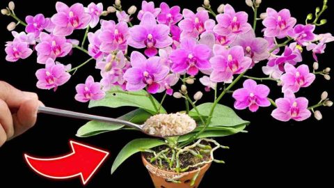 Orquídeas, cómo hacer florecer 100 flores al mismo tiempo: nunca lo había visto así