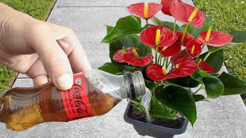 Sólo un vaso una vez al mes y tendrás tus flores explotando durante todo el año.