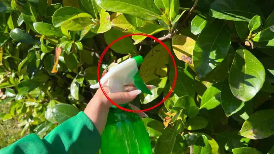 Elimina los parásitos de las plantas en tan solo unos segundos, solo rocía esto sobre ellas.