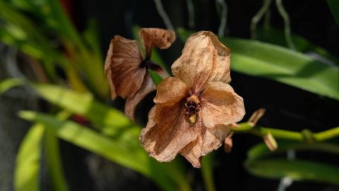 Si de repente encuentras flores de orquídeas marchitas, esta es la razón