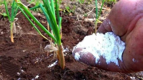 Alimente las cebollas con este fertilizante en junio; crecerán mucho cada año.