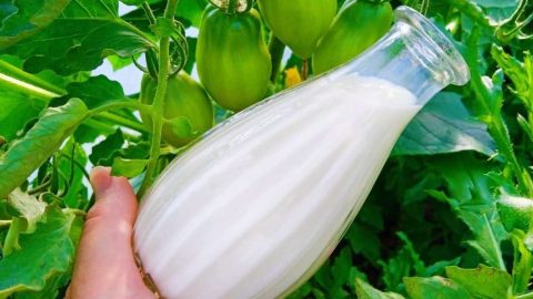 Potente suplemento orgánico para tomates, pepinos y pimientos: duplícalos todos