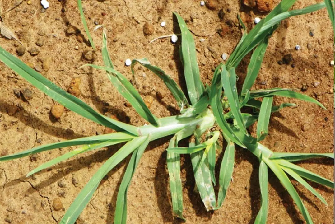 Esta planta abunda en la mayoría de jardines, y la cortamos sin saber que tiene propiedades capaces de solucionar 10 problemas