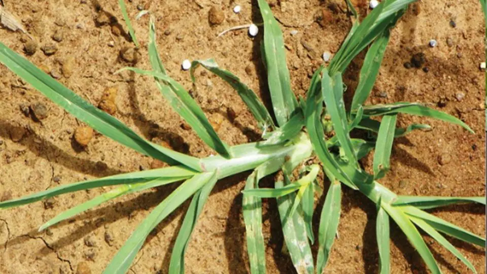 Esta planta abunda en la mayoría de jardines, y la cortamos sin saber que tiene propiedades capaces de solucionar 10 problemas