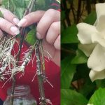 Cómo reproducir infinitamente gardenia o jazmín: emerge el secreto de los floristas