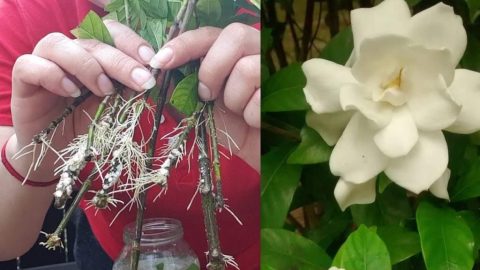 Cómo reproducir infinitamente gardenia o jazmín: emerge el secreto de los floristas