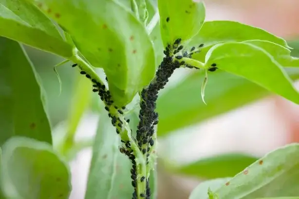 Este ingrediente presente en todas las recetas es en realidad un insecticida ultrapotente.