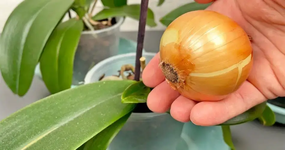 Sólo hace falta una cebolla para que la orquídea florezca continuamente durante todo el año.