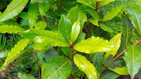 Hojas de laurel y sal  