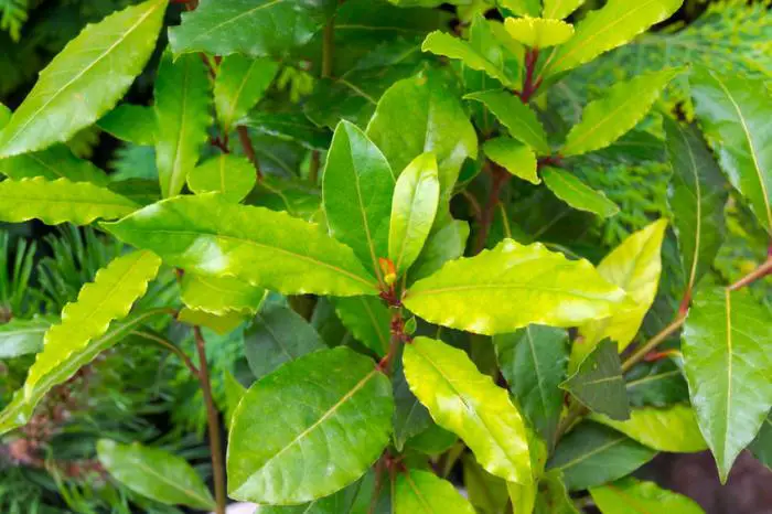 Hojas de laurel y sal  