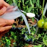 Sólo 1 ingrediente, el mejor fertilizante natural para plantas: lo puedes encontrar en la nevera