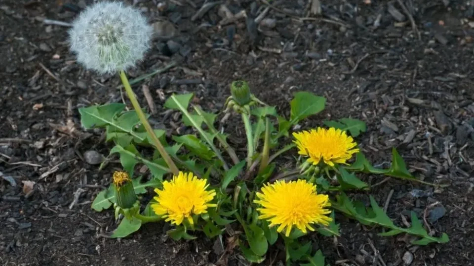 El poder oculto de las raíces del diente de león 