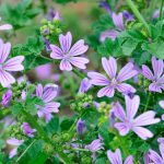 Malva Común: 12 Beneficios