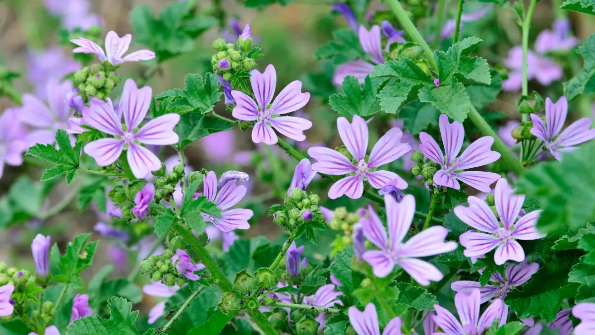 Malva Común: 12 Beneficios