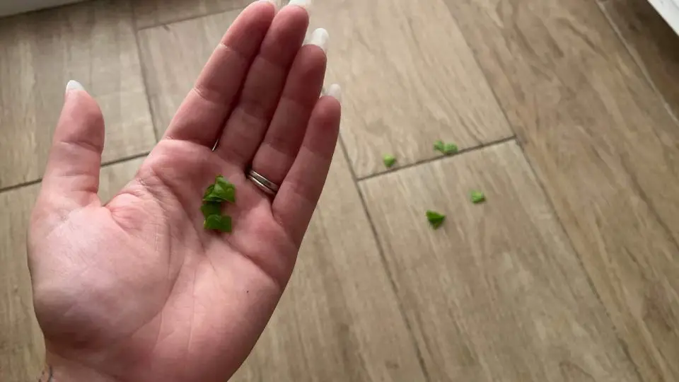 Por qué es útil poner hojas de menta en el suelo en septiembre y octubre