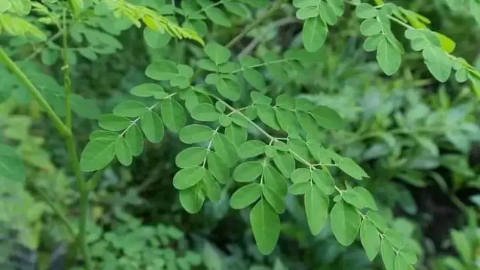 Los beneficios de la Moringa 