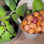 Añádelo a cualquier planta que tengas en tu casa o jardín: crecerán visiblemente