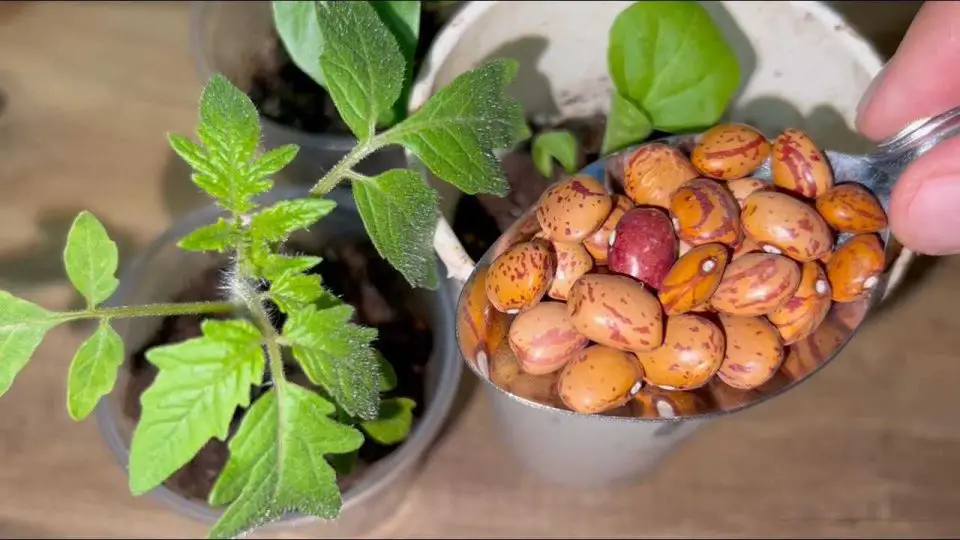 Añádelo a cualquier planta que tengas en tu casa o jardín: crecerán visiblemente