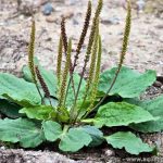 Plantago Major: Una planta subestimada