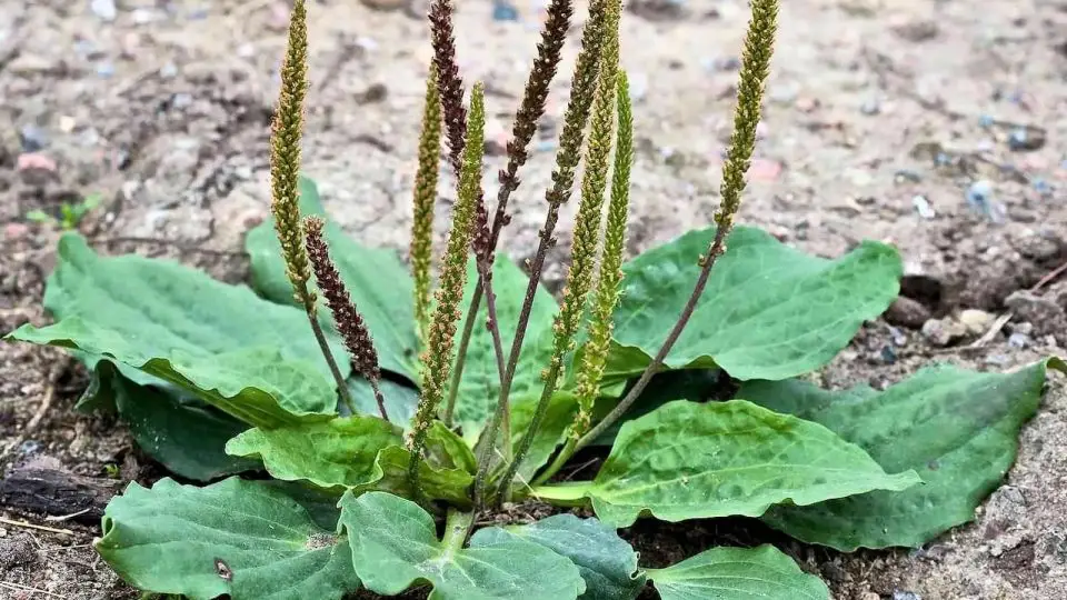 Plantago Major: Una planta subestimada