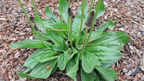 Plátano (Plantago major): ¿Por qué es una hierba y no una maleza?