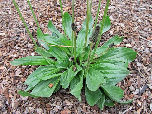 Plátano (Plantago major): ¿Por qué es una hierba y no una maleza?