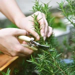 Romero: nunca más se seca. Descubre el truco de los jardineros