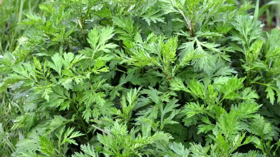 Artemisia vulgaris: 20 beneficios poderosos y consejos de expertos para su uso