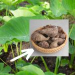 Taro (Colocasia esculenta): beneficios de su raíz y usos tradicionales